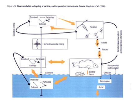 food chain for ocean. ocean food chain pictures. POPs in the marine environment