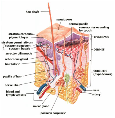 Scalp-Skin-Ilustration