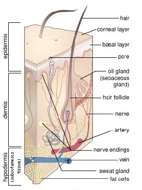 follicle-skin-cross-section