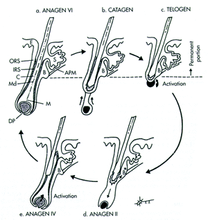hair-cycle