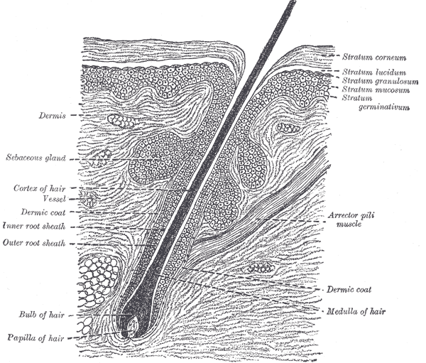 scalp-cross-section2
